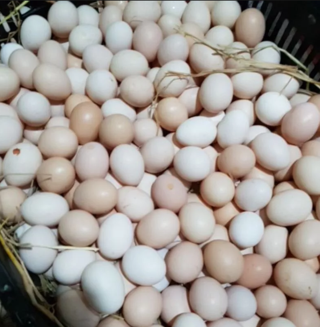 10 TRỨNG GÀ TRE ẤP NỞ ĐƯỢC
