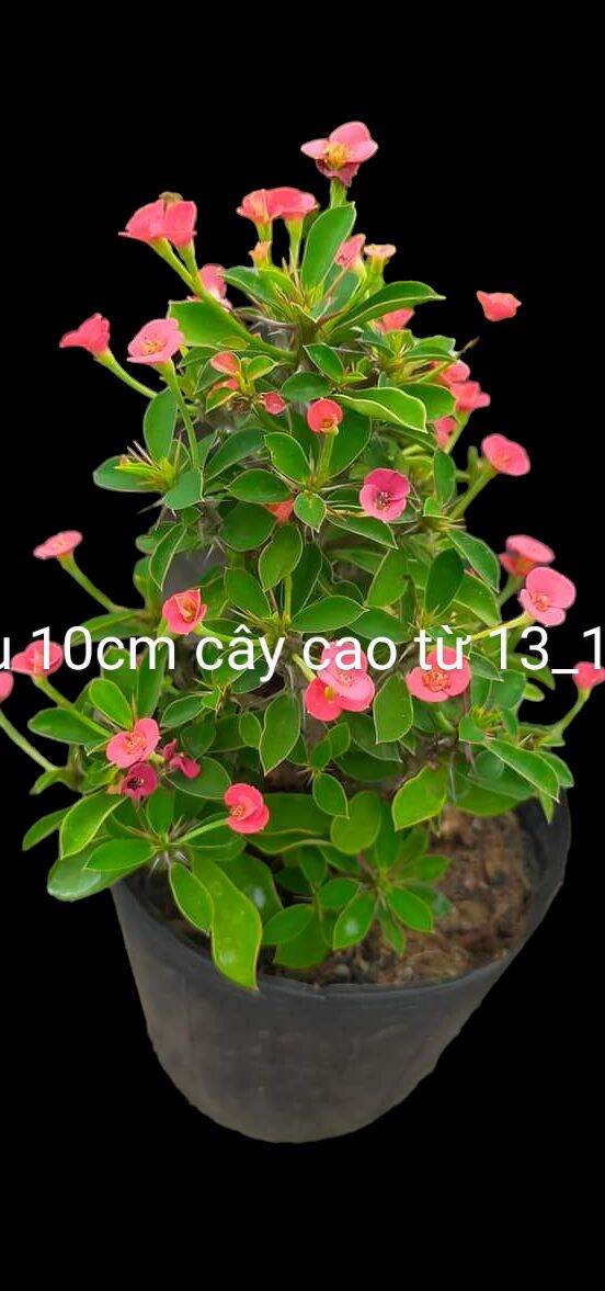 Cây xương rồng bát tiên mini nhật