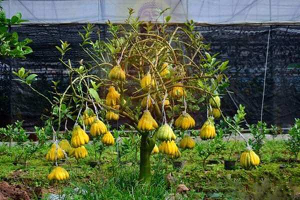CÂY GIỐNG PHẬT THỦ SIÊU SỚM