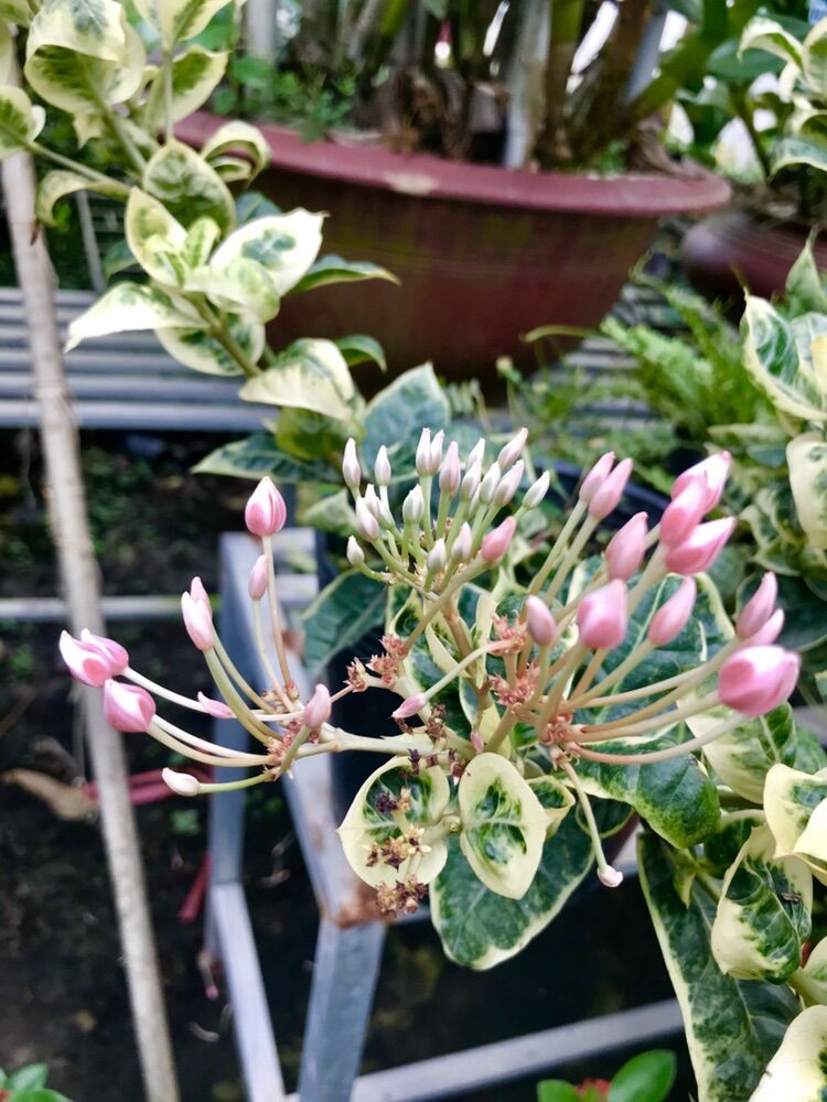 Cây bông trang cẩm thạch (hoa mẫu đơn) - hoa lá siêu đẹp (cao 8-15cm)