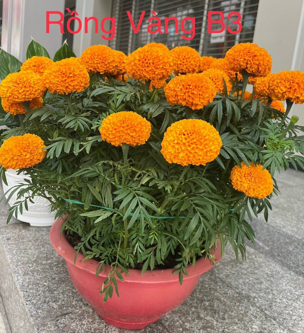 Hạt giống vạn thọ Rồng Vàng B3