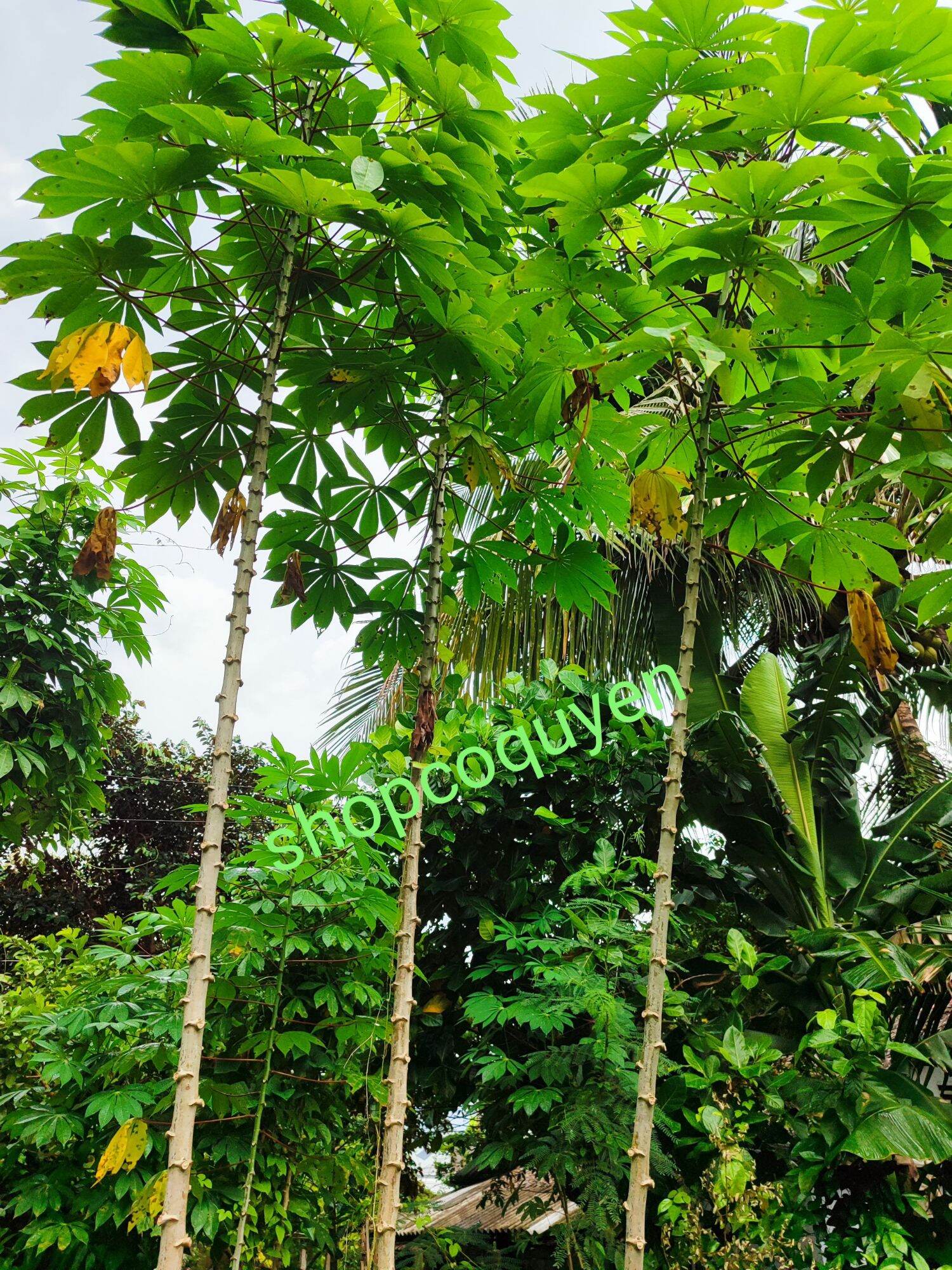 5 hom giống khoai mì trắng khổng lồ
