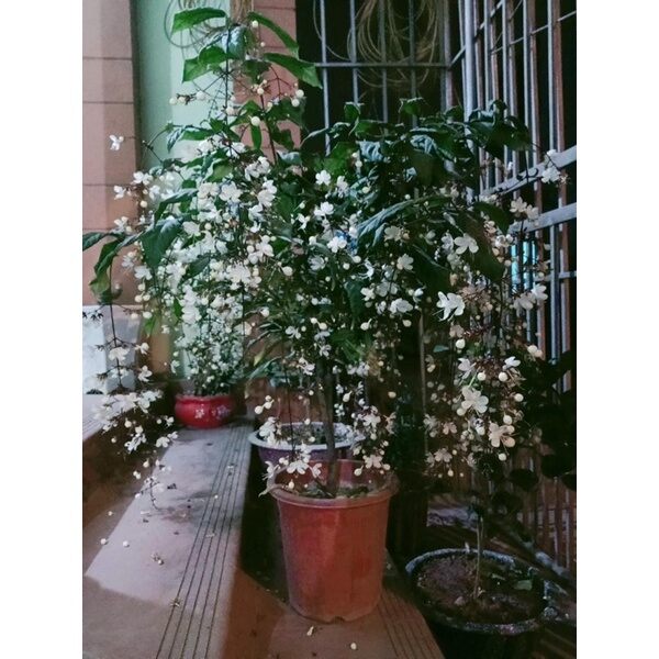 cây giống hoa dạ Ngọc Minh Châu(1 cây)