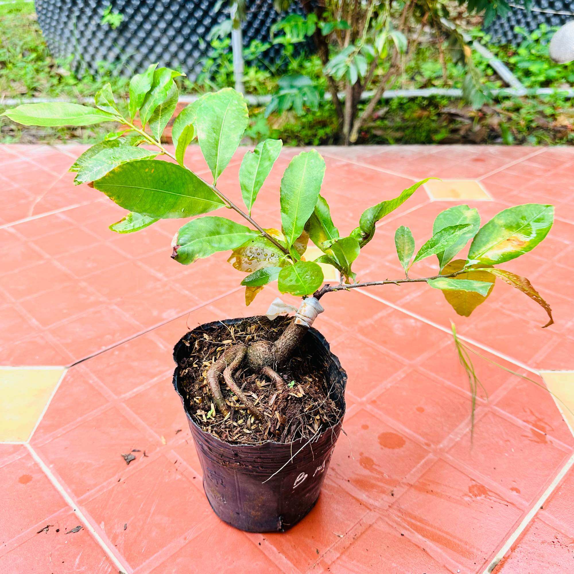 Cây bạch mai đọt đỏ - bonsai gốc ghép đẹp