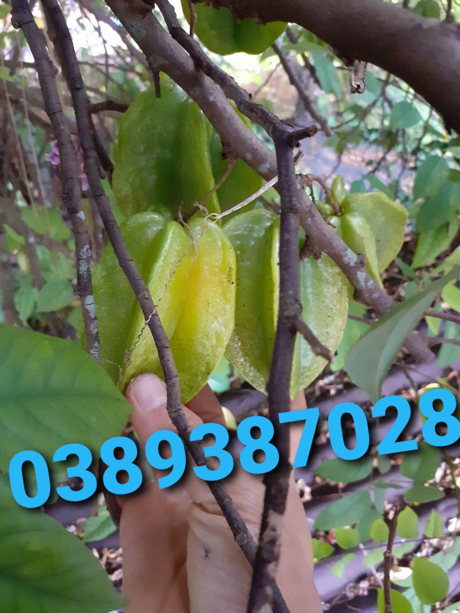 Trái khé ngọt 4kg