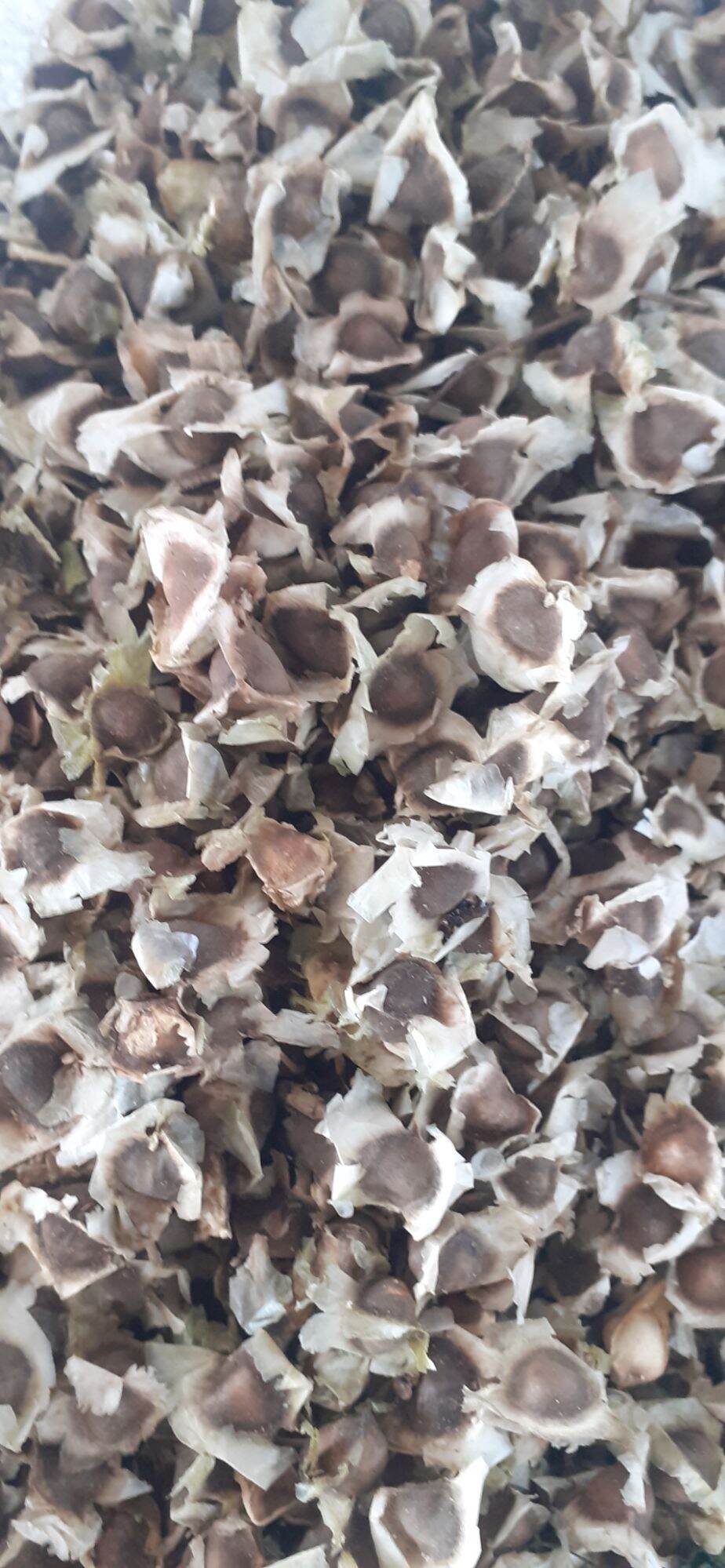 500 gram hạt chùm ngây giống