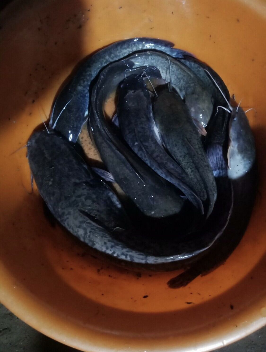1 kg mồi câu cá lăng siêu nhạy