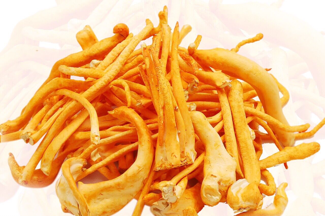 Đông Trùng Hạ Thảo gãy 50g