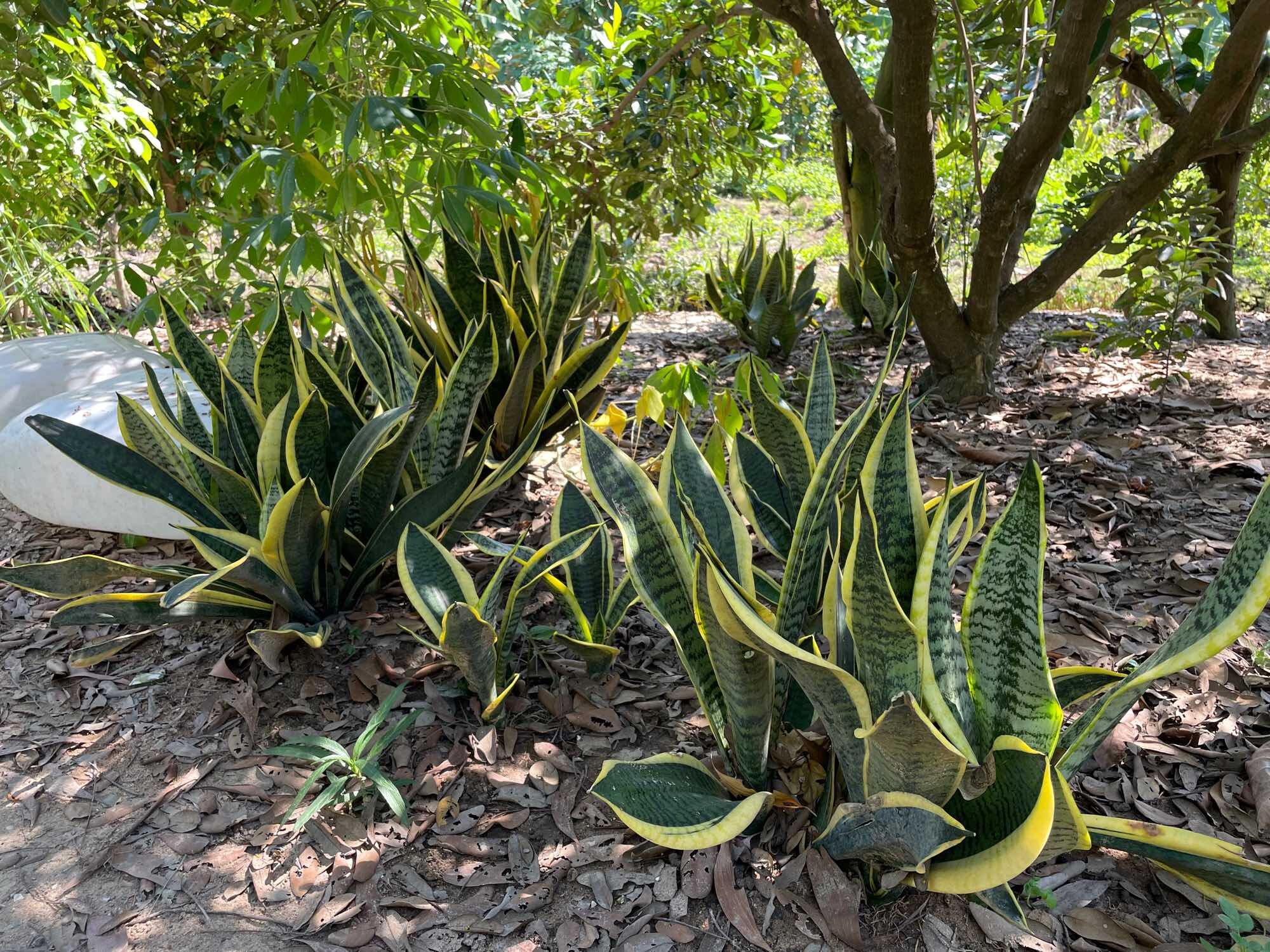 Dwarf Tiger Tongue with Small Golden Border