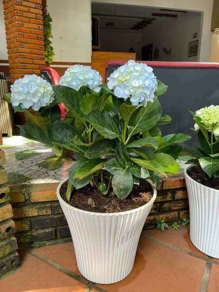 CHẬU CÂY HOA CẨM TÚ CẦU