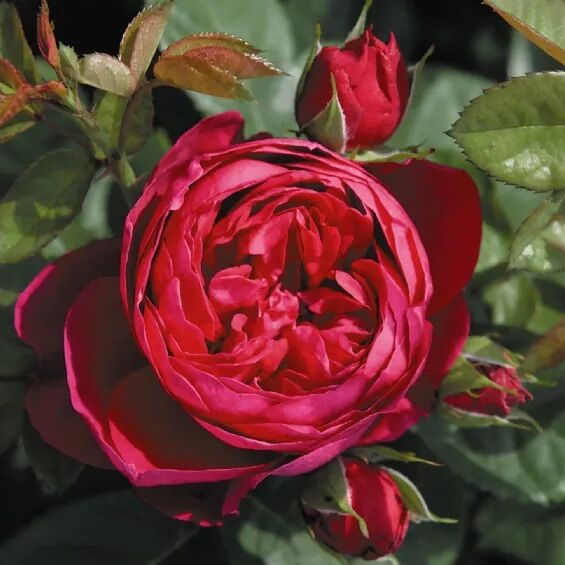 Hoa hồng Ascot Rose - hồng bụi, hoa thơm