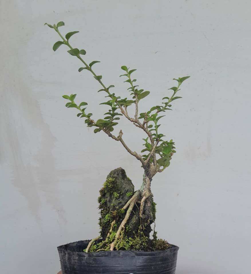 Sam hương ôm đá bonsai mini