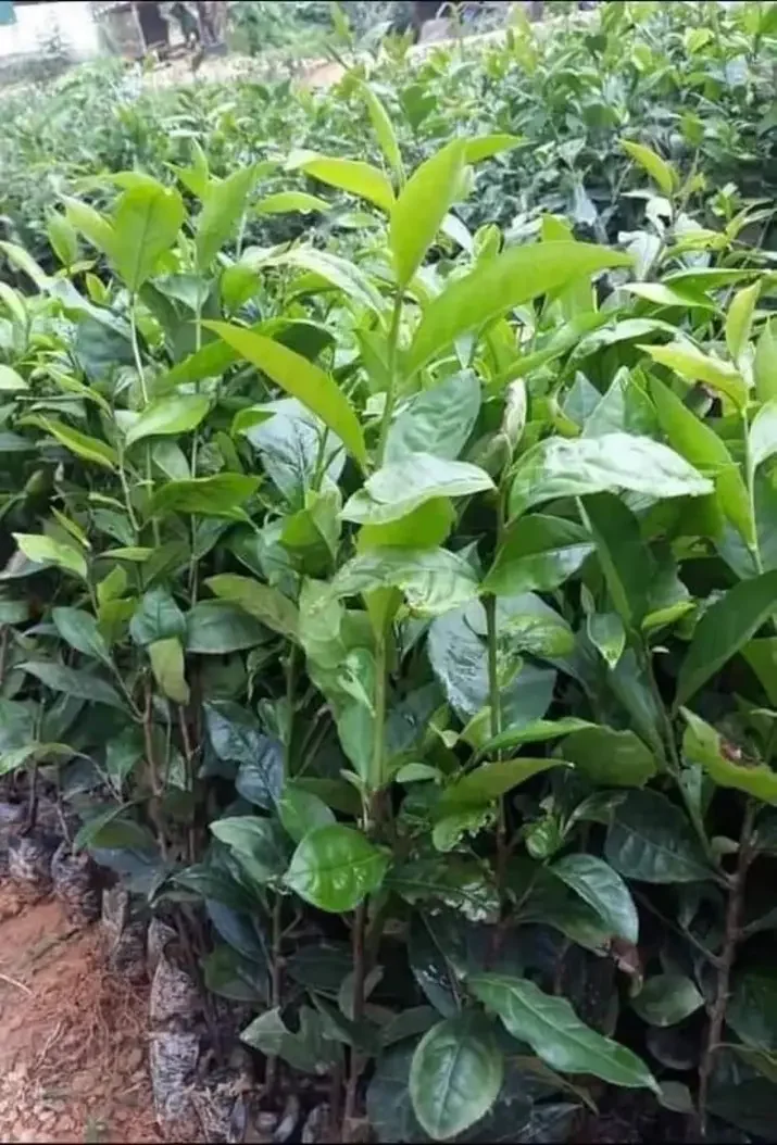 Combo 3 cây trà xanh tân cương.