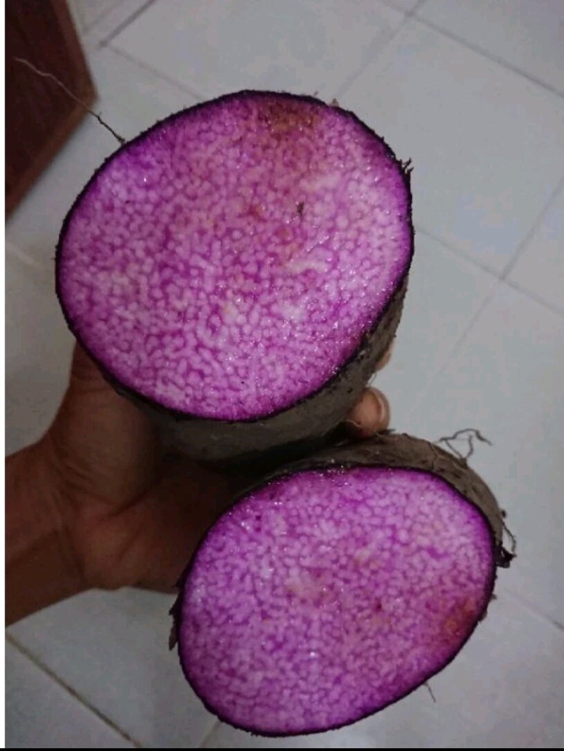 KHOAI MỠ Tím giống-3 củ lớn vừa (trồng hay ăn đều được)
