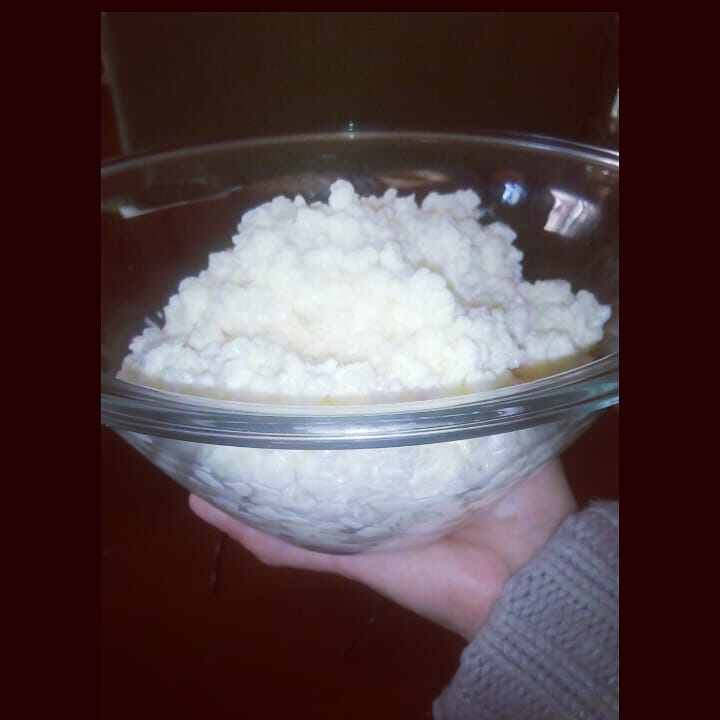 nấm sữa kefir làm sữa chua - 10gr