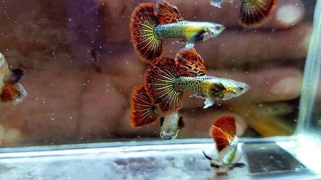Rồng đỏ - guppy trang trí hồ