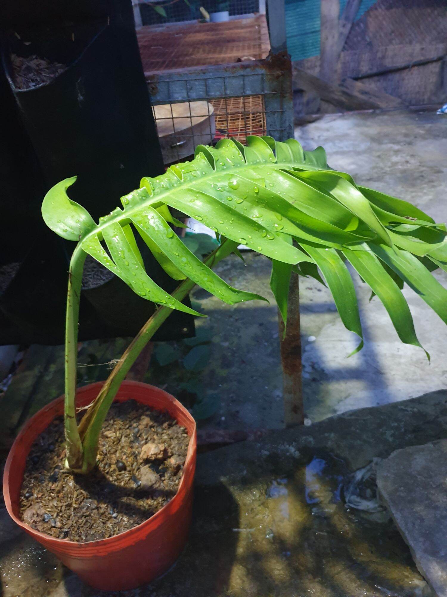 Trầu bà lá xẻ Nam Mỹ ( ảnh thật)