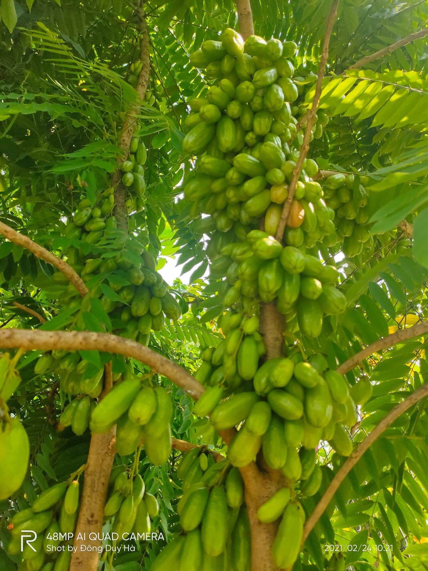 Cây Khế Tàu - Khế Tây (cao trên 60cm)