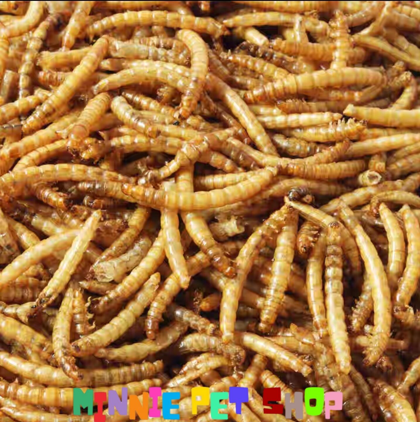 Sâu khô superworm cho Hamster, Nhím, Sóc (100g)