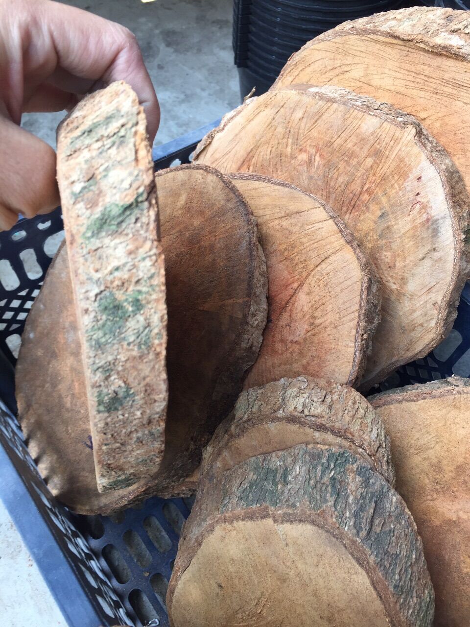 Gỗ nhãn trồng lan