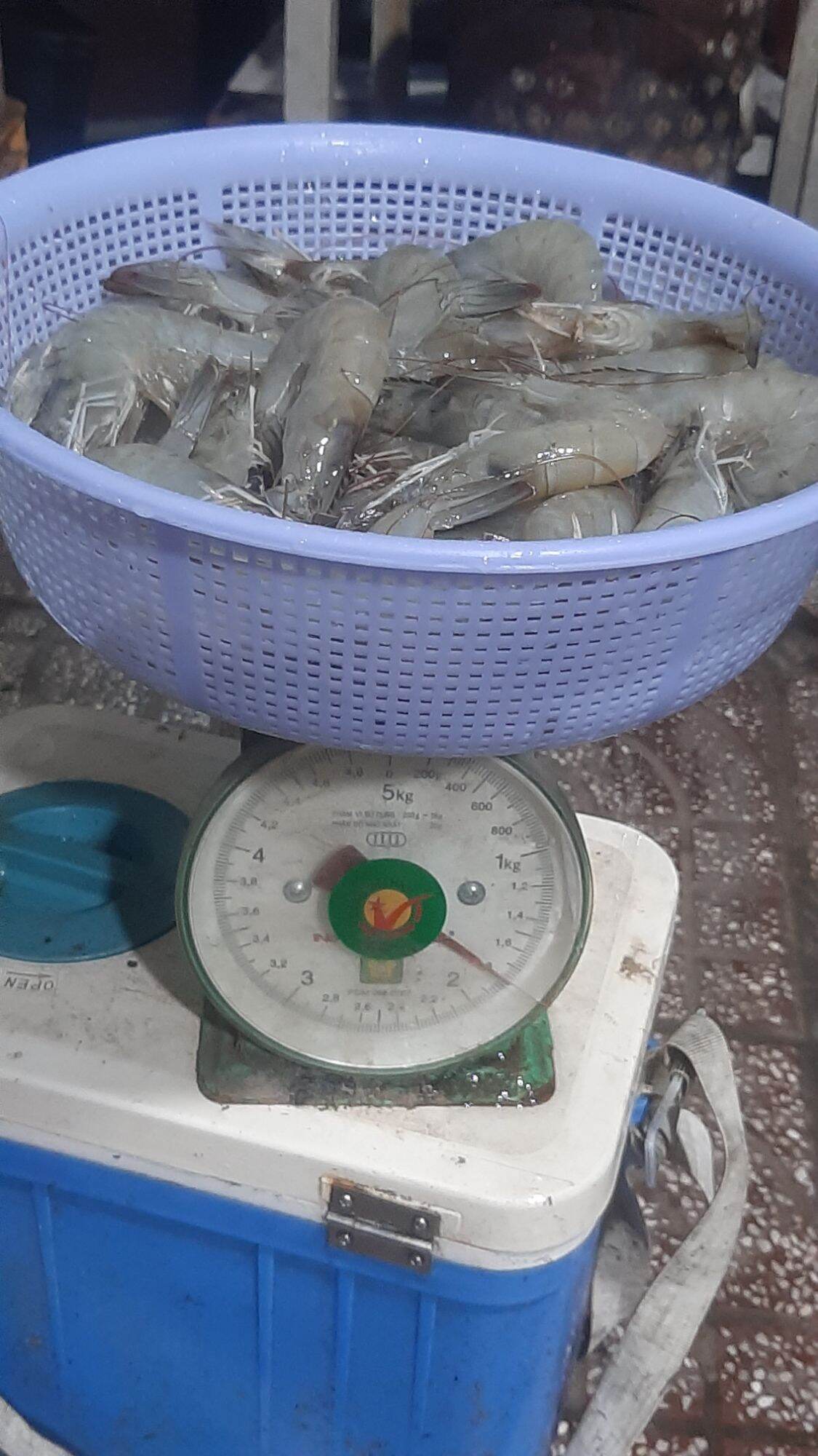 5 Lưỡi câu tôm sú,tôm thẻ,tôm càng Bình Minh