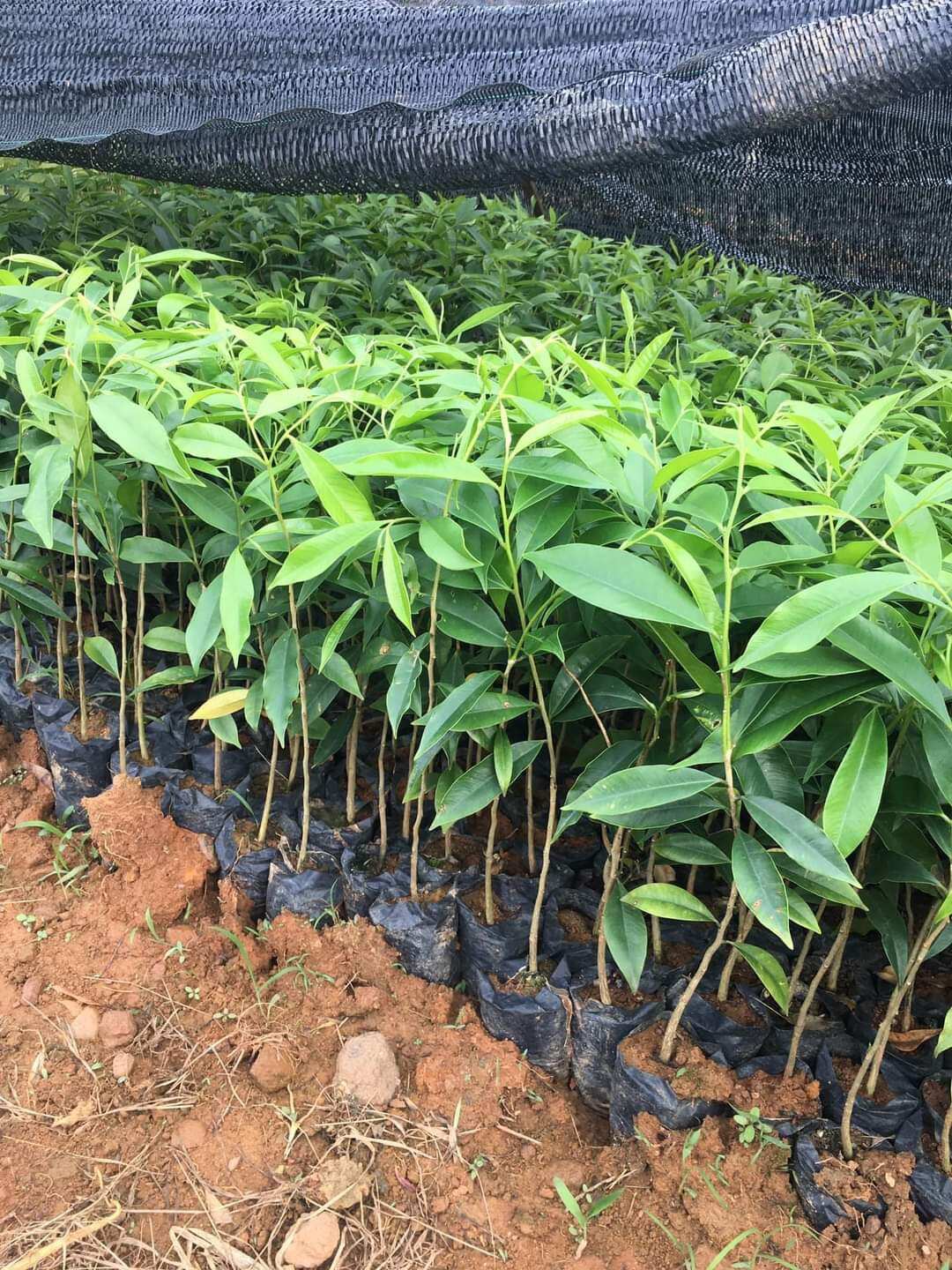 10 Cây giống gió bầu,cây trầm hương(mua 10 tặng 1)