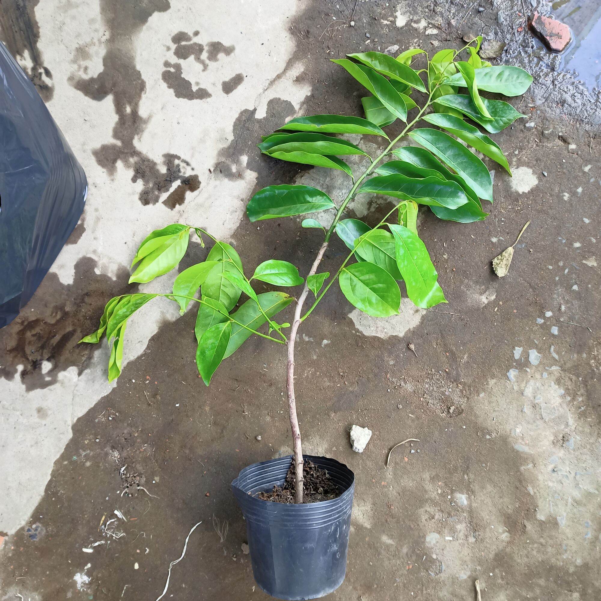 Chậu cây hoa dẻ