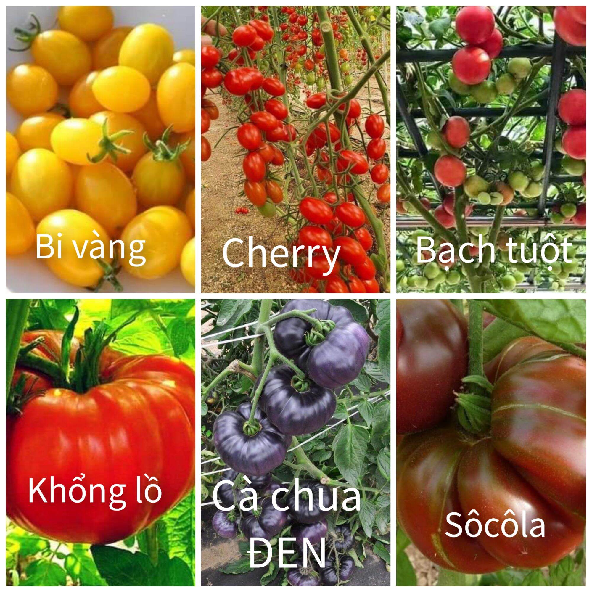 Hạt Cà  chua  6 loại cà giống mới: sôcôla, bạch tuột, bi vàng, khổng lồ, cà đen.Mỗi loại  10 hạt