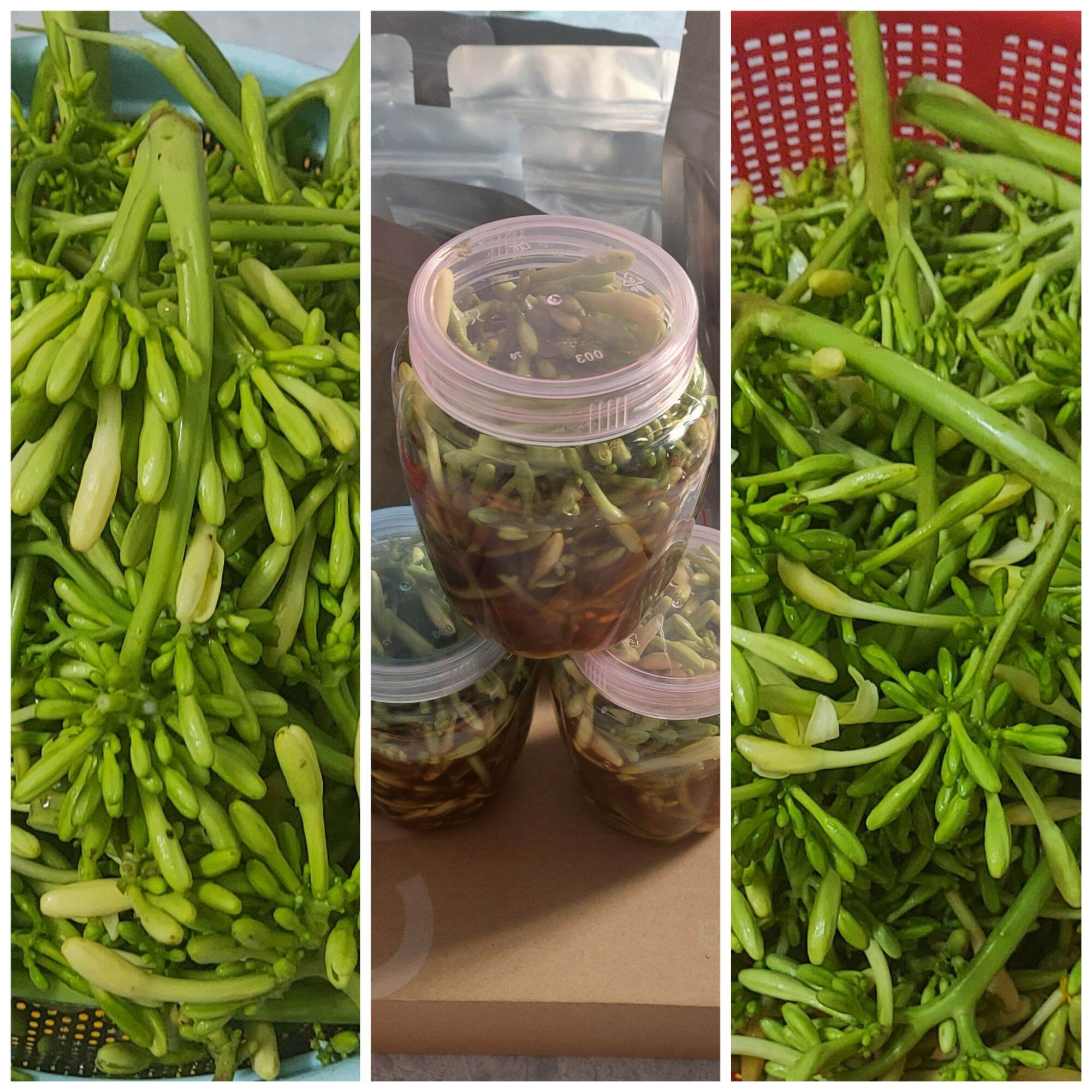 Hoa đu đủ đực ngâm mật ong hũ 500g thời gian ngâm càng lâu hiệu quả càng cao