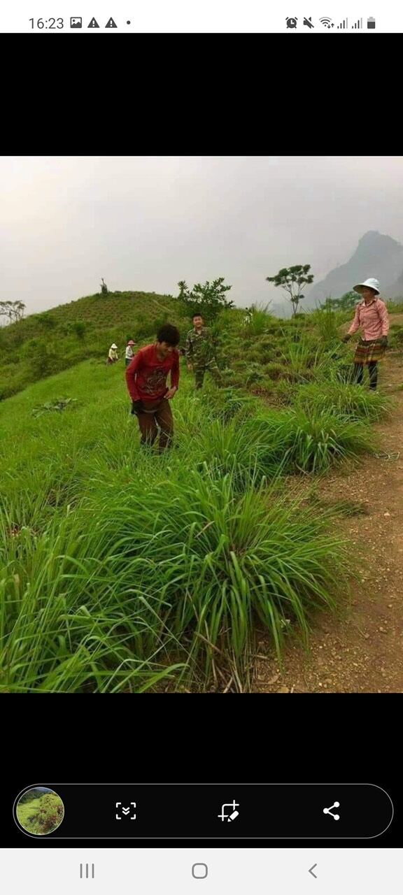 Tinh Dầu Sả mường tè lai châu