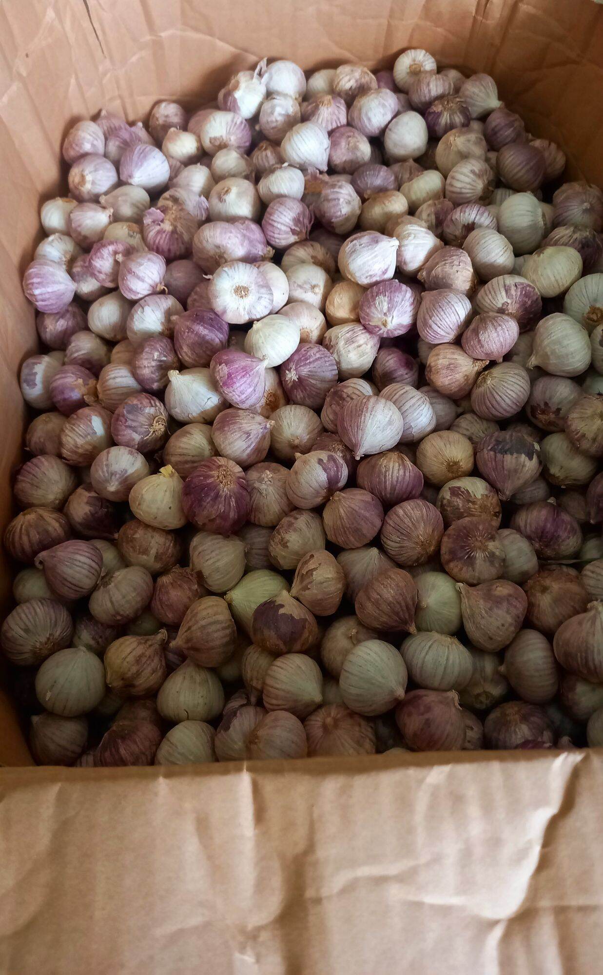 Tỏi cô đơn (500 gr) củ nhỏ