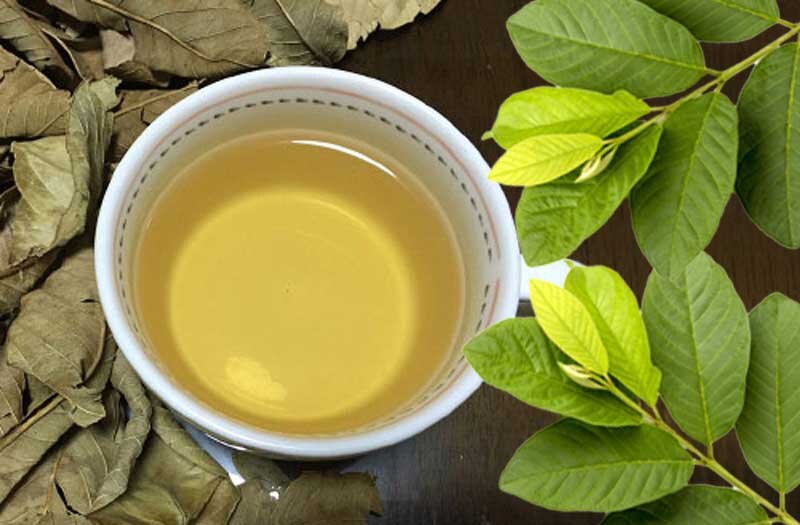 Lá ổi loại 1 chọn lọc