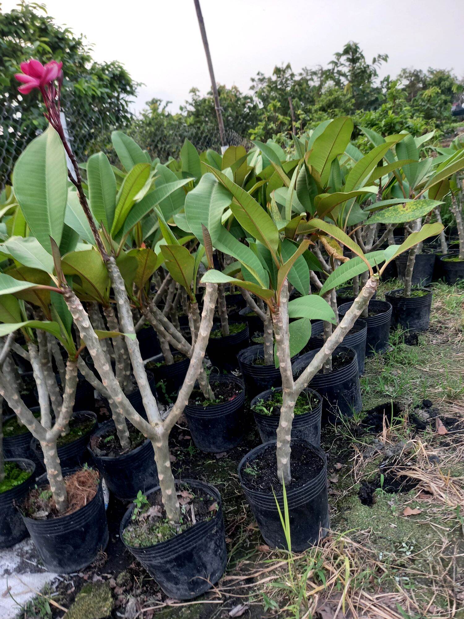 cây sứ đại đỏ hoa thơm