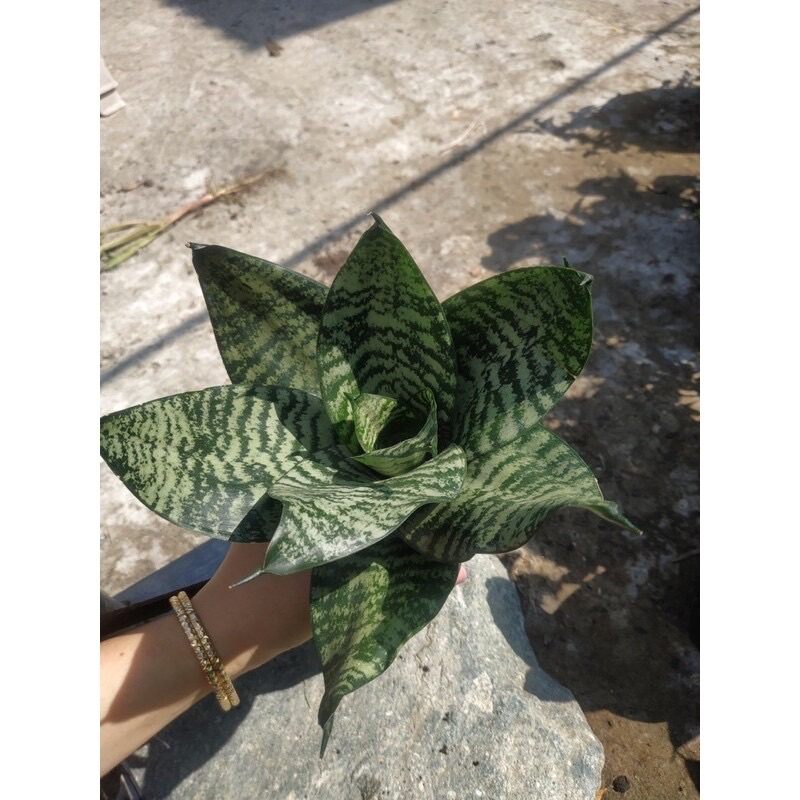 ♡♡♡ cây lưỡi hổ xanh - cây lưỡi mèo, trồng thuỷ sinh được