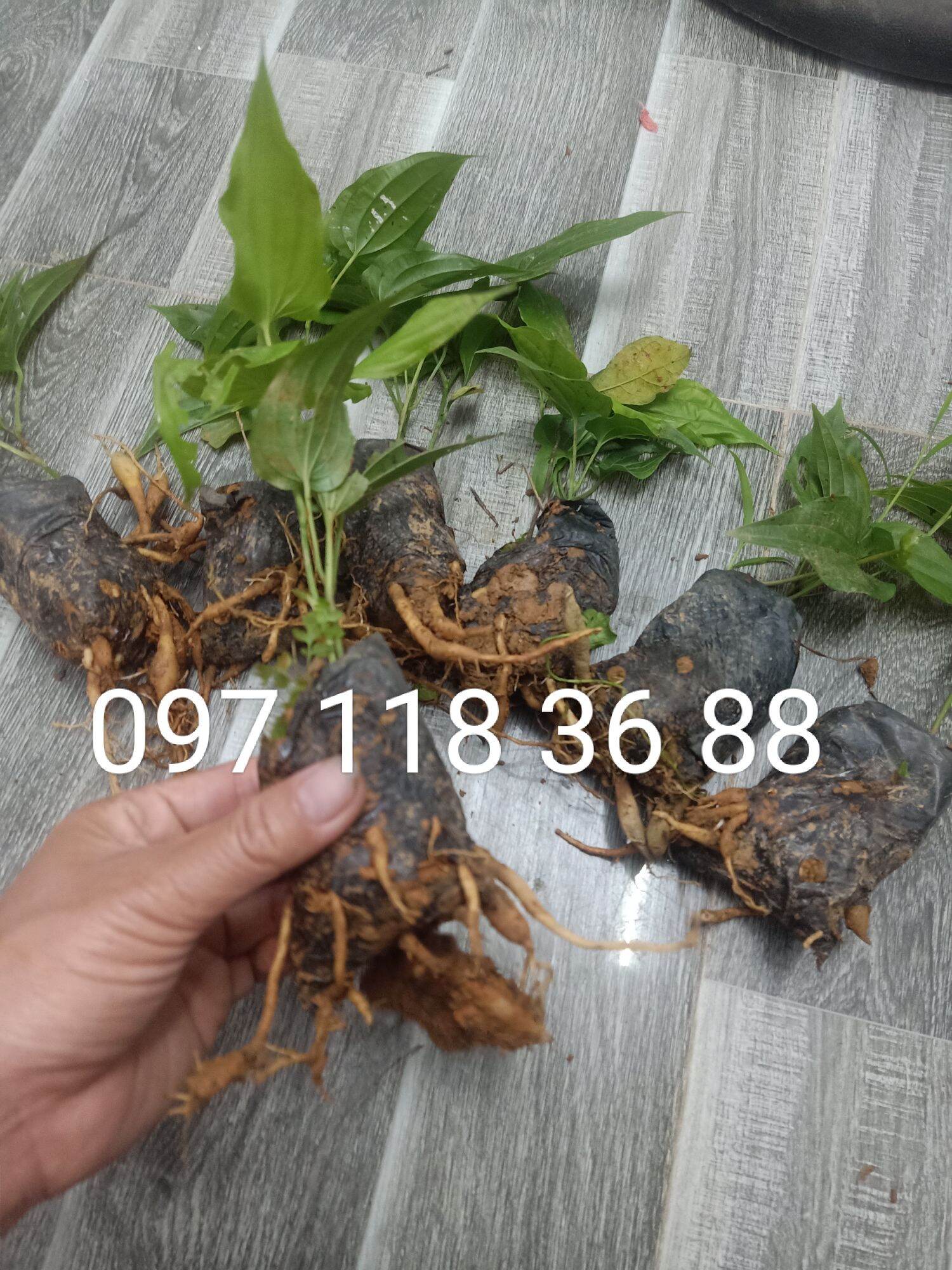 Cây bách bộ giống ,câg củ 30 giống