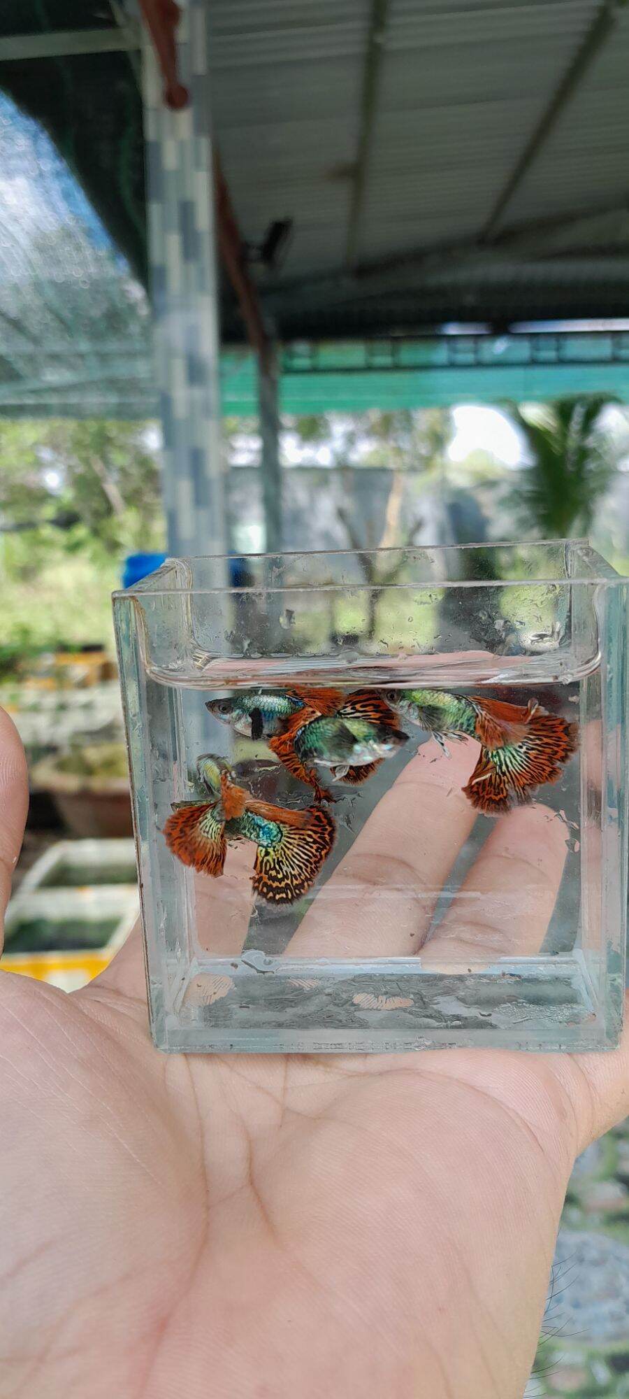 5 cây bèo +12 bé cá 7 màu(2 rồng Đỏ bds hm+2 Rồng Tím+2 Đumbo bigear+2 blue tarzan +2 Fulgoll+2 Mún Đỏ)+tặng kèm gói thức ăn, Chỉ giao được từ Huế vào Nam