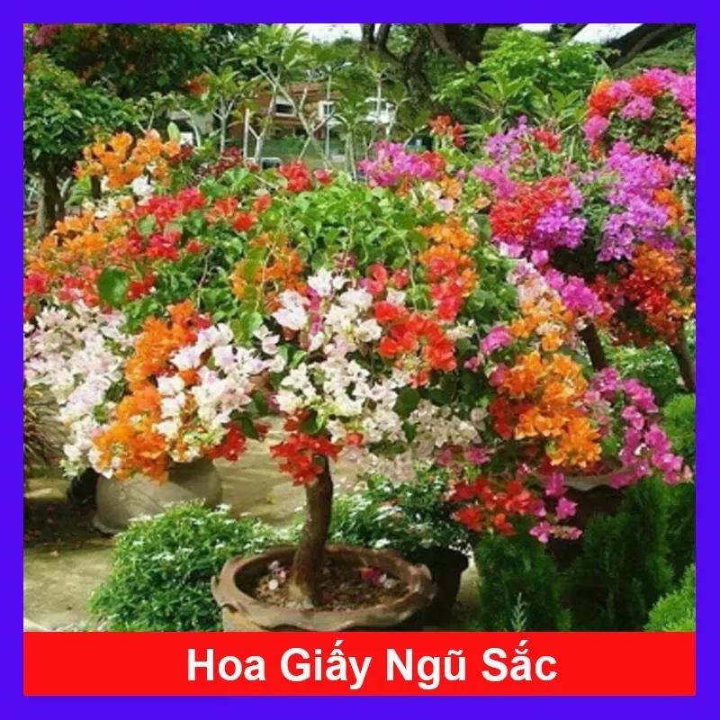 Cây hoa giấy ngũ sắc đã ghép