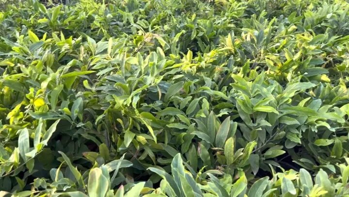 MAI CÚC THỌ HƯƠNG, LÔ CÂY NHIỀU BO