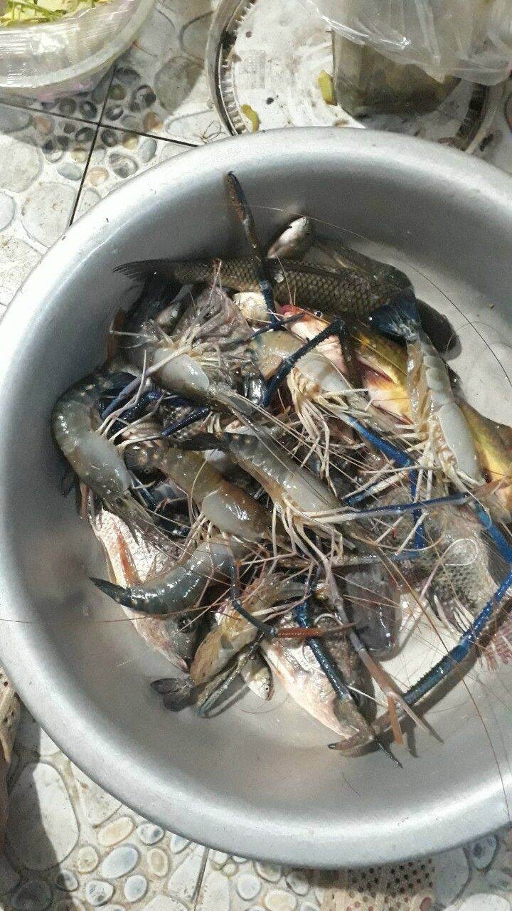 TINH MÙI CÂU TÔM FISHINGEZ 2021