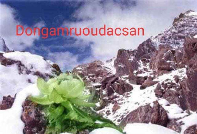 THIÊN SƠN TUYẾT LIÊN HOA(Sen Tuyết)
