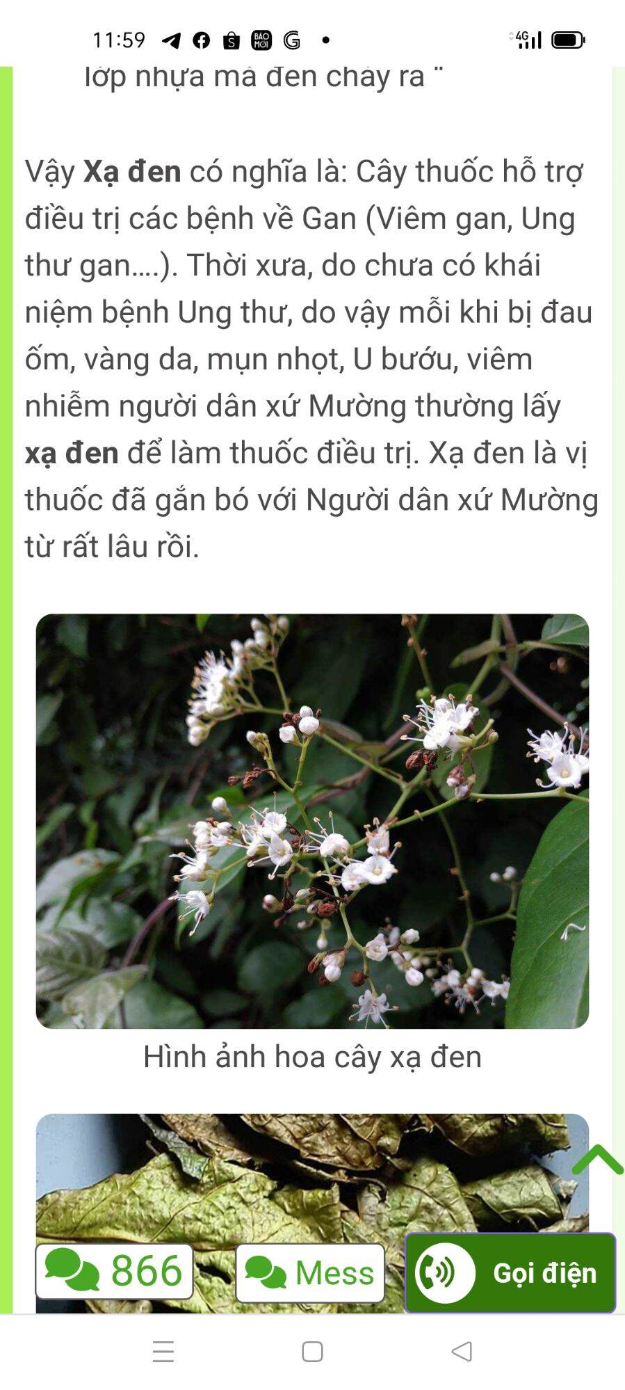 Cây giống xạ đen
