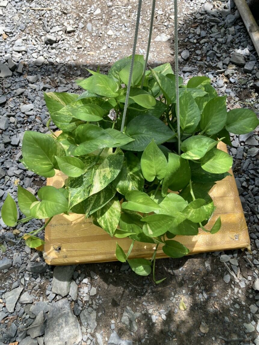 Trầu Bà Xanh chậu treo lớn