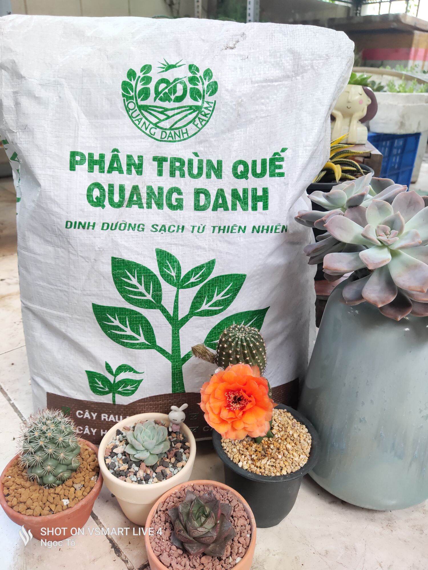 Phân trùng quế