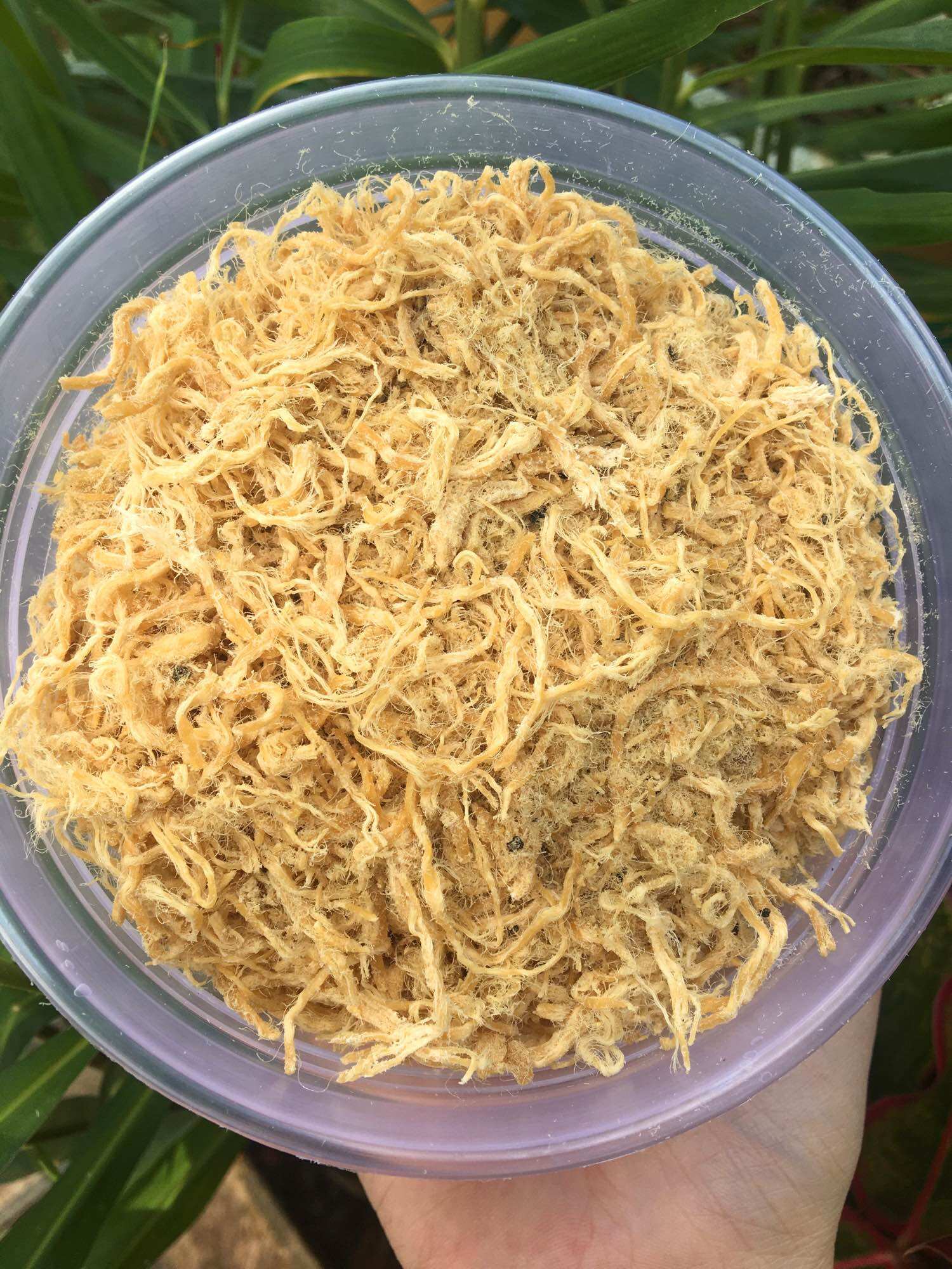 100gr Chà bông gà