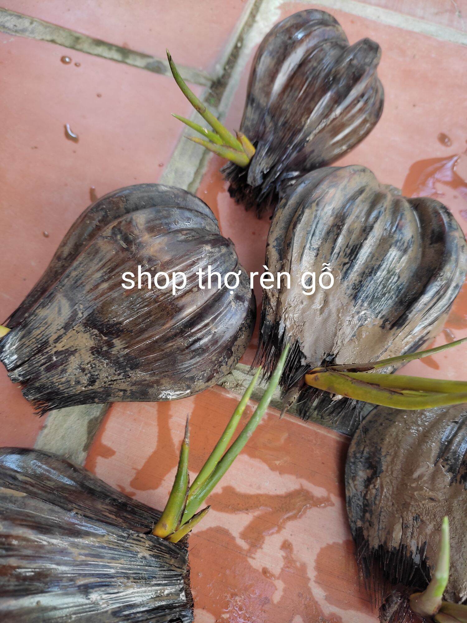 Cây dừa nước, 5 trái mọc mầm, trồng thủy sinh, hợp phong thủy, rất dễ trồng