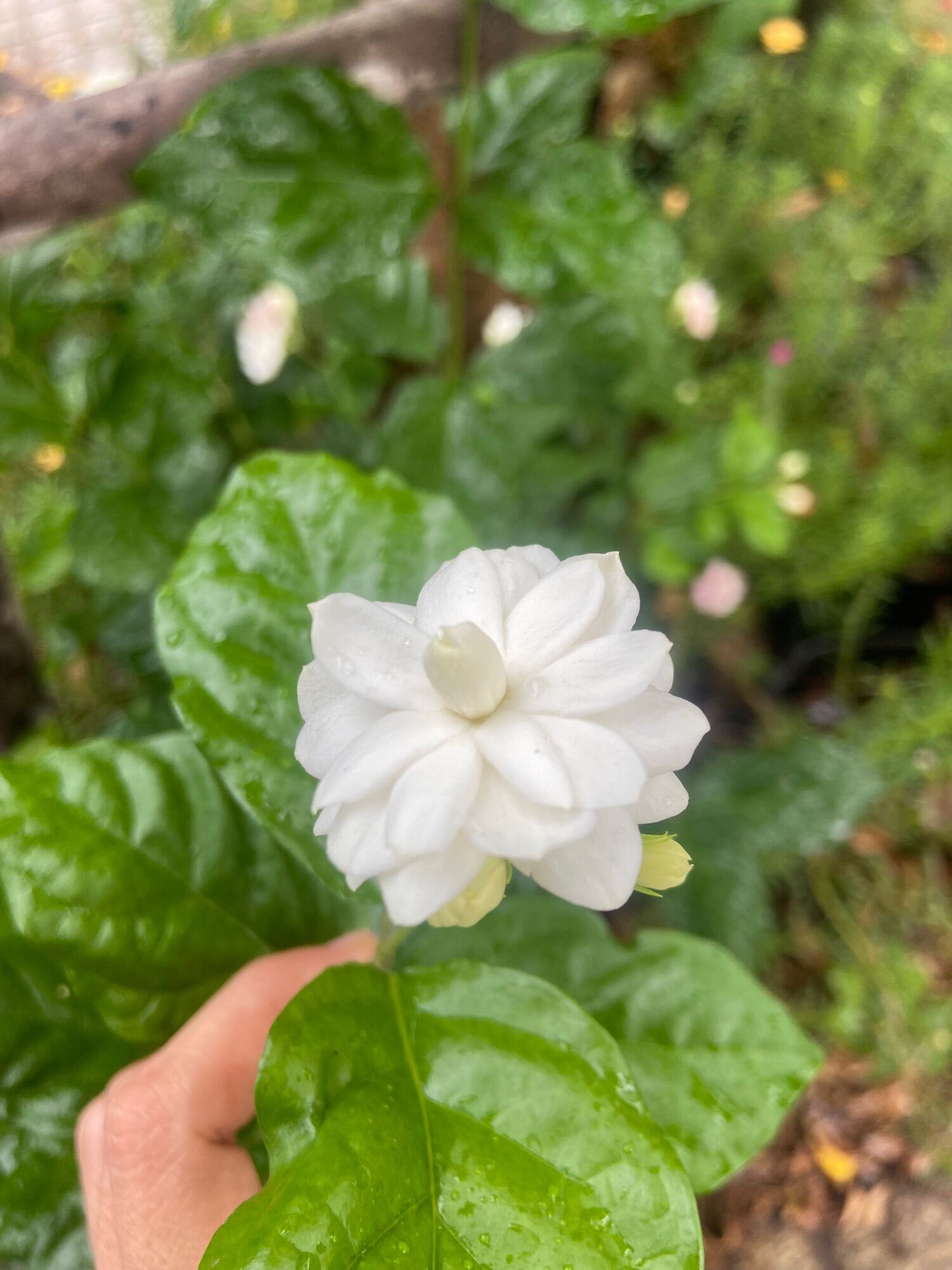 Cây giống hoa lài ta dùng hoa ướp trà