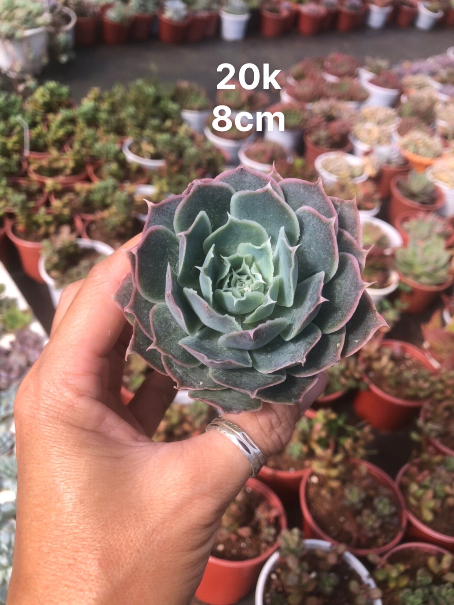 Sen đá Bông Hồng Sa Mạc 8cm