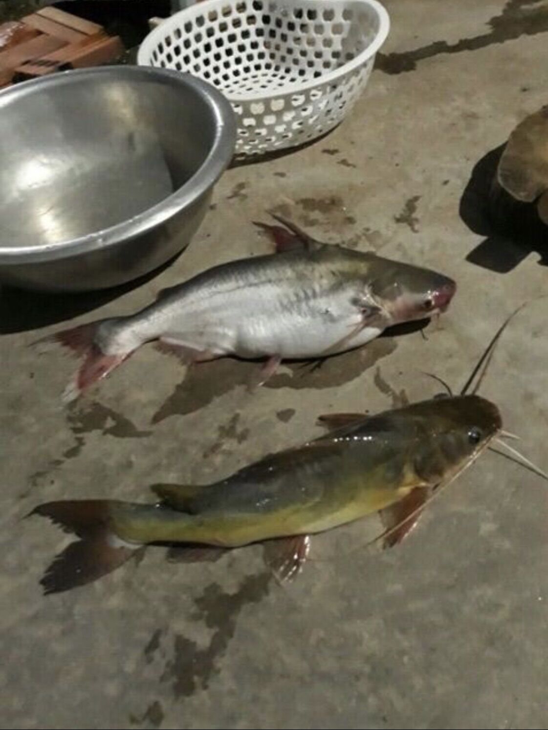 1 kg mồi câu cá lăng siêu nhạy