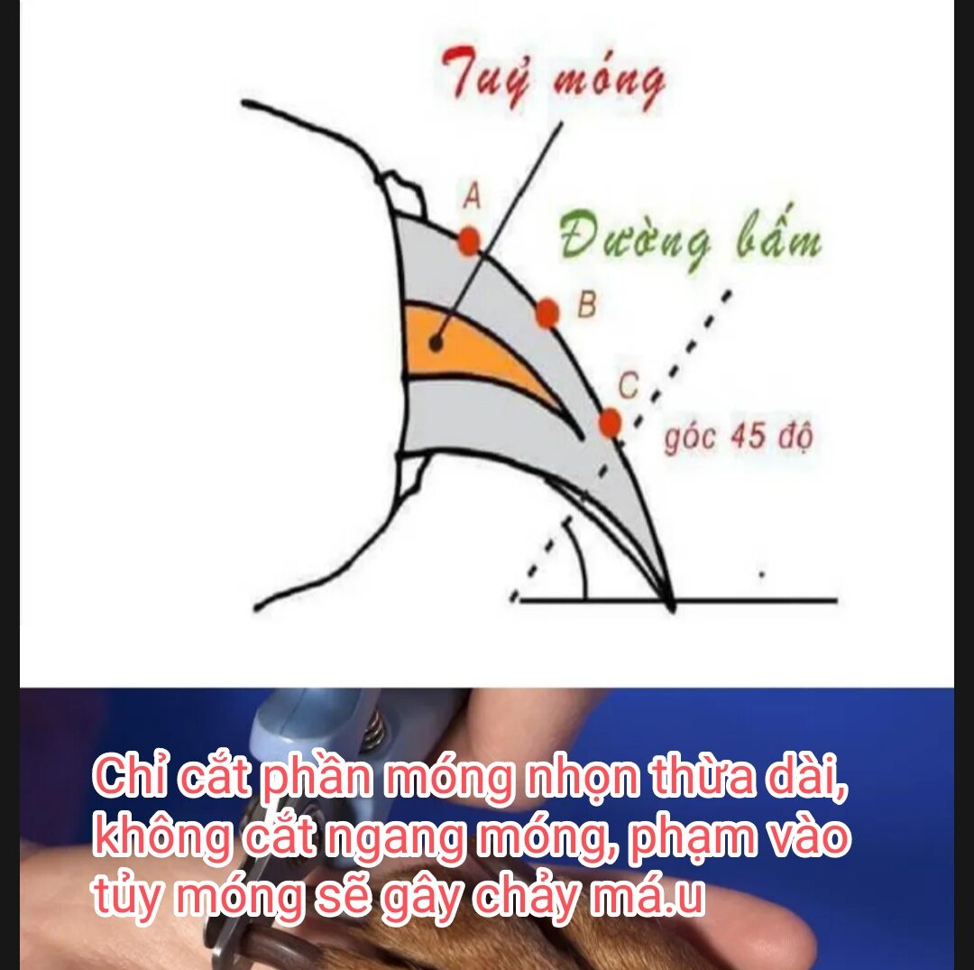 Kìm Cắt Móng Cho Chó Mèo Kèm Que Dũa Móng