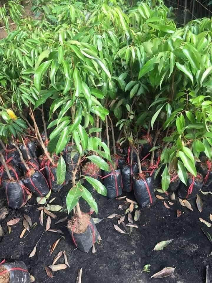 Cây giống vải không hạt siêu sớm